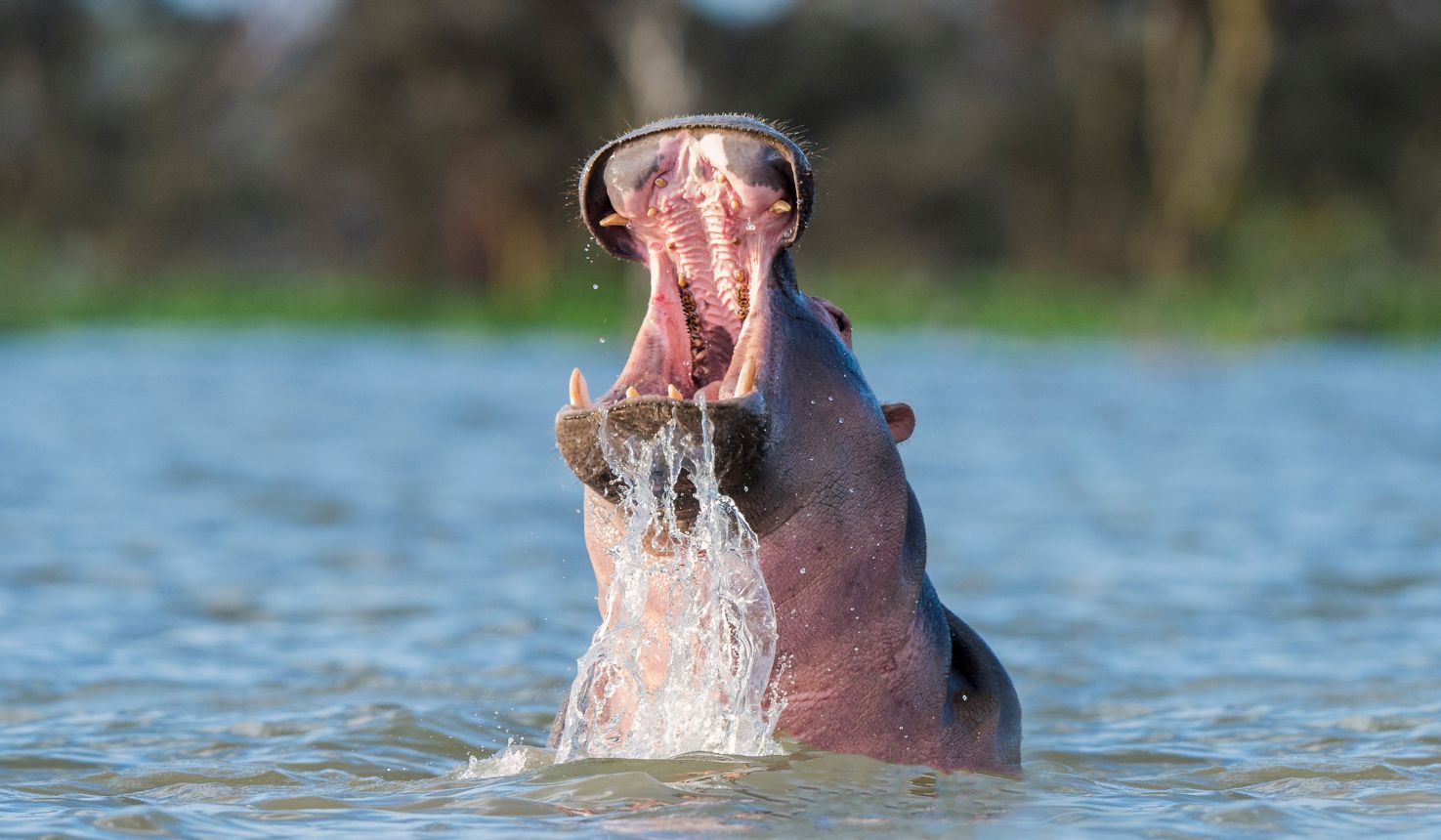 About lake naivasha tours 3