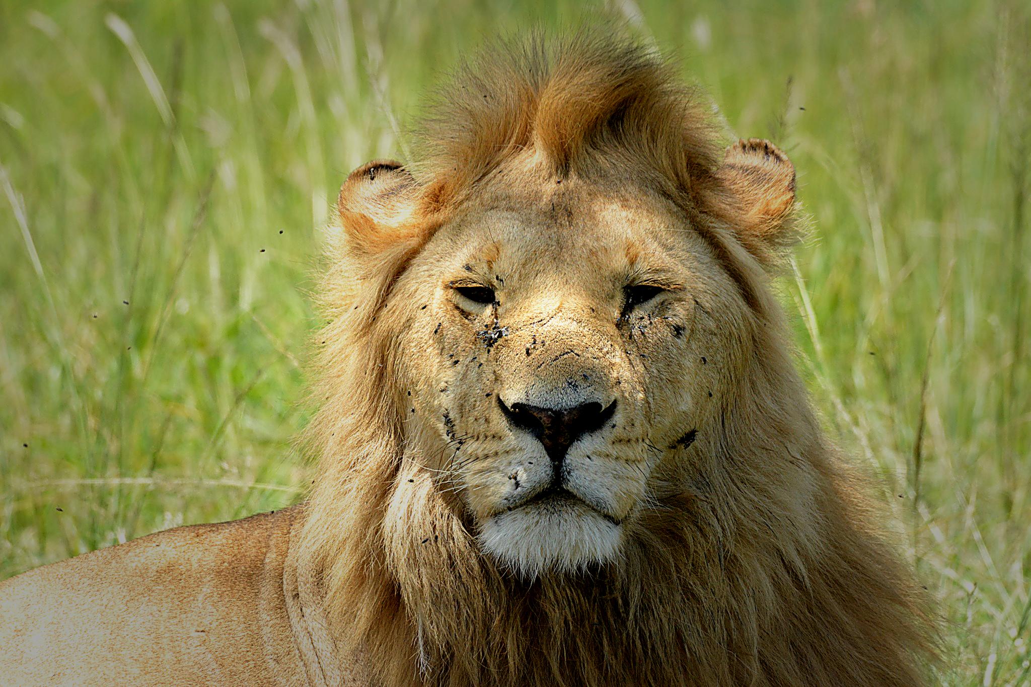 Smart slider lion portrait edit (1)