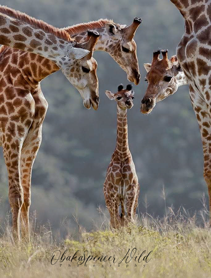About wildlife photography classes (1)