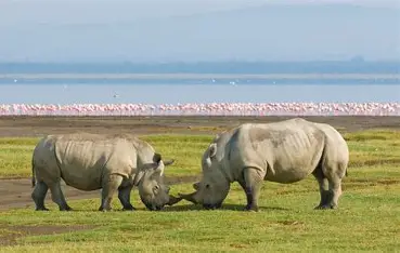 lake nakuru 2