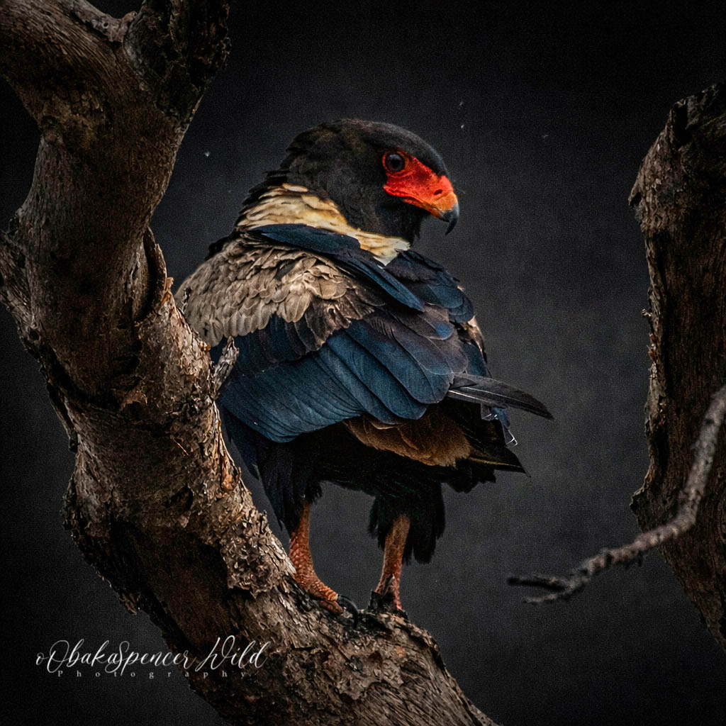 Itinerary 12 Days Kenya Explorer Safari -Discover the Wild Beauty bateleur eagle on weathered branch (1) 2