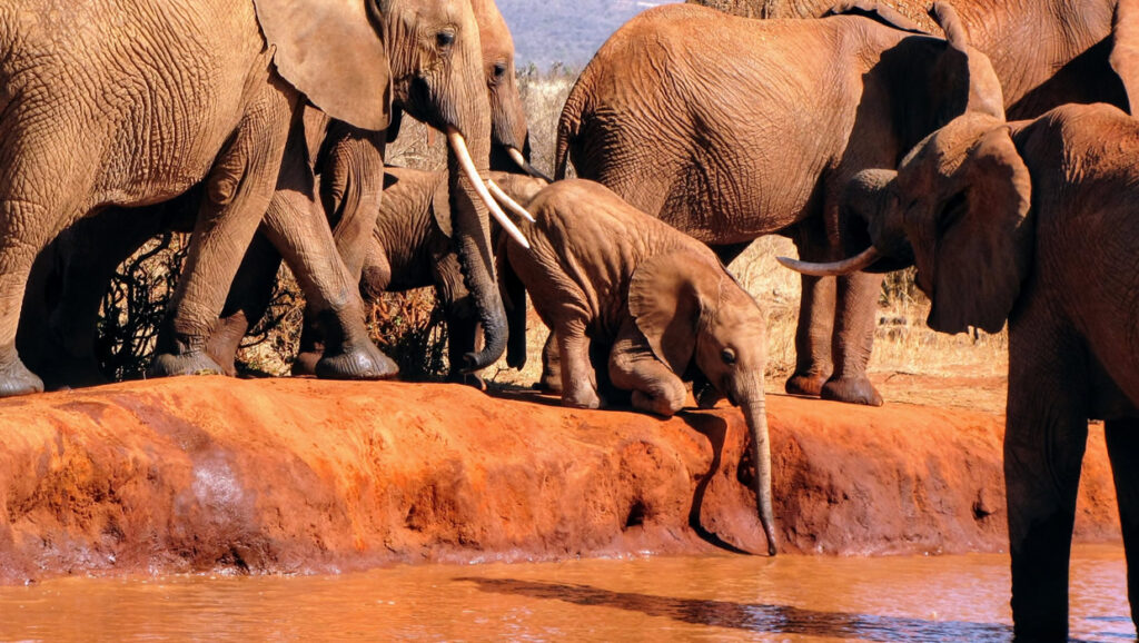 big five safari mombasa3 1024x578 1
