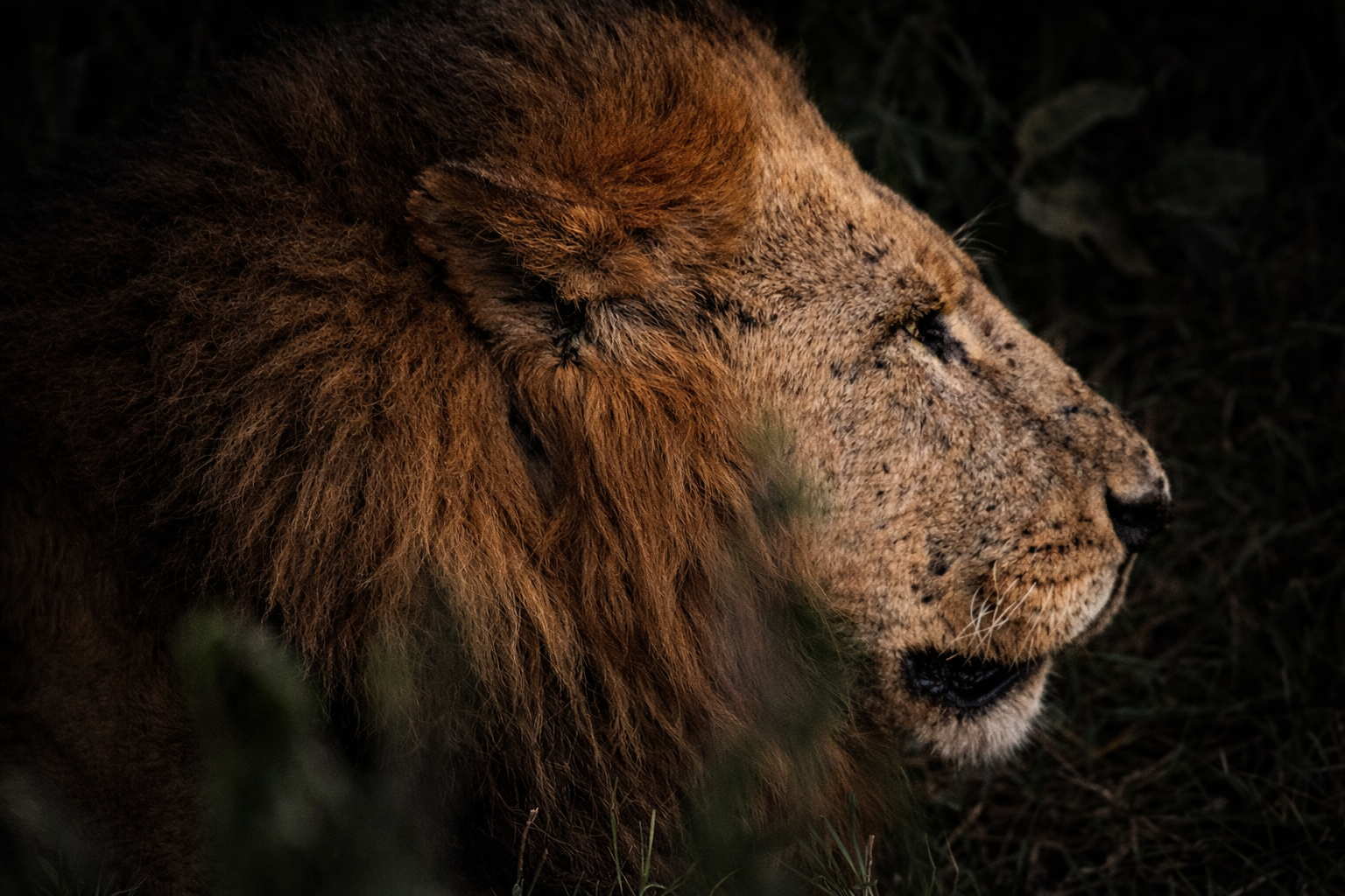 Itinerary 3-Day Masai Mara Safari Adventure from Nairobi chatgpt image apr 7, 2026, 03 15 00 pm
