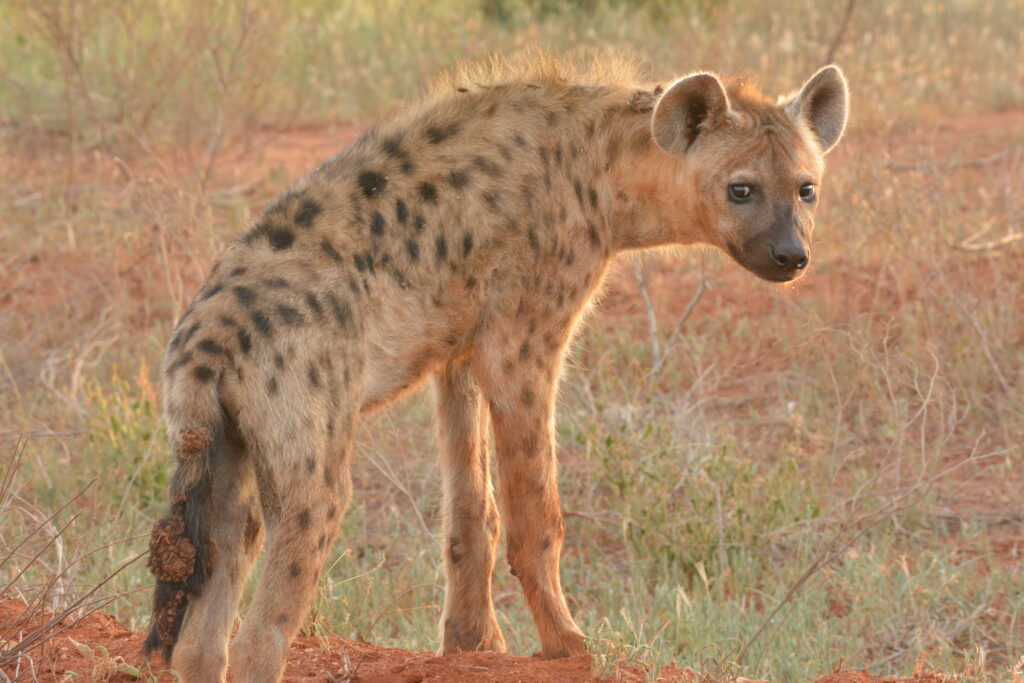 Itinerary 4 Days Amboseli & Tsavo Safari-A True African Adventure dsc 0524