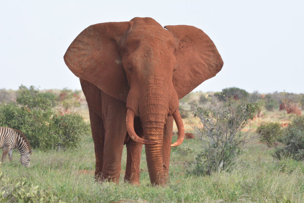 Itinerary 4 Days Amboseli & Tsavo Safari-A True African Adventure dsc 0684