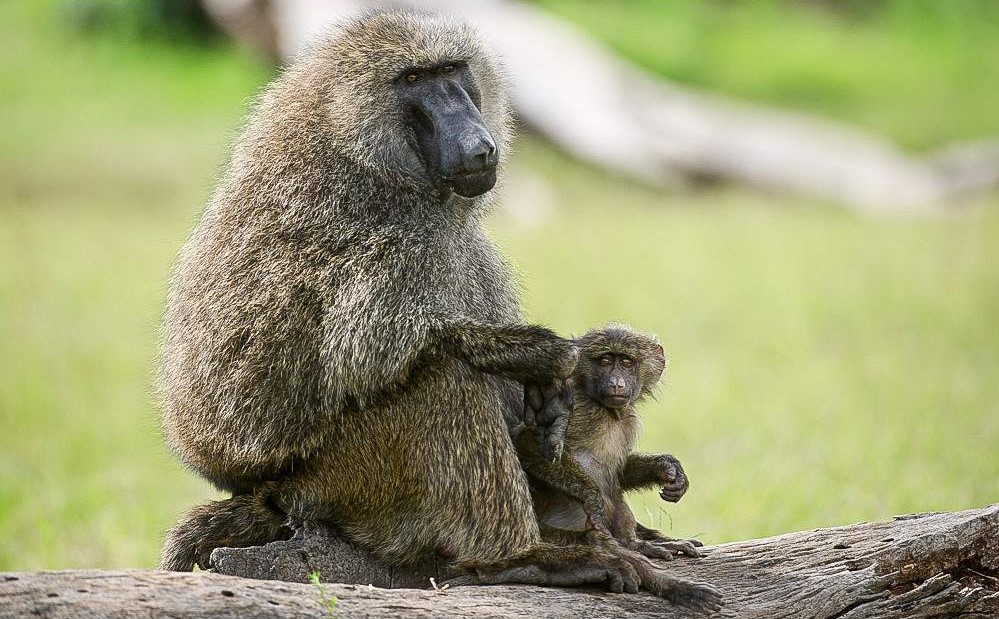 ol pejeta conservancy 023