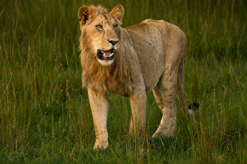 Itinerary 5 Days Wildlife Adventure – Kenya’s Ultimate Safari Experience chatgpt image may 30, 2026, 10 15 52 am