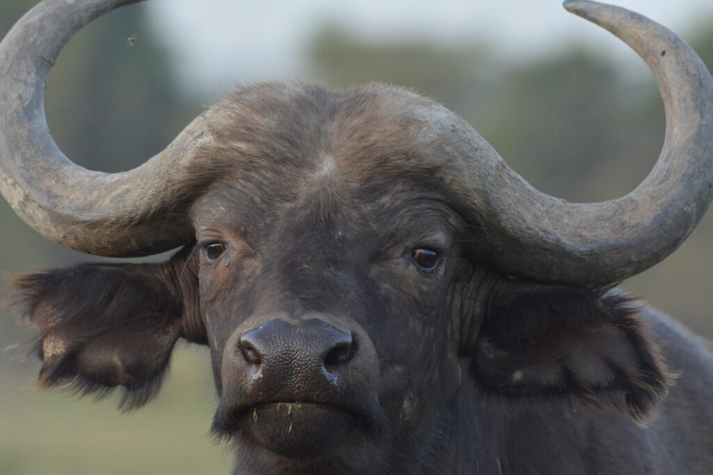 Masai Mara Safari – Experience Africa’s Greatest Wildlife Adventure dsc 0062