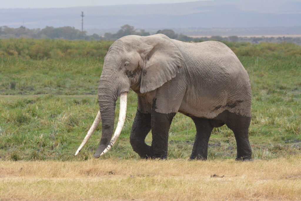 Itinerary 3-Day Masai Mara Safari Adventure from Nairobi dsc 0268
