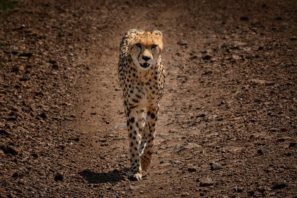 Itinerary Unforgettable 3 Days Masai Mara Safari from Nairobi obakaspencerwildlife
